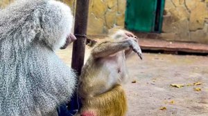 Люська ТАК СМЕШНО просит Елисея поперебирать ей шерстку, а он НАЕЛСЯ И СИДИТ!