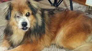 Преображении Тарзана