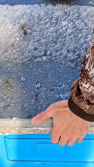 04.01.26 Лесной точёк.