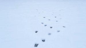 Точно звериные следы? (ShaDimka123)