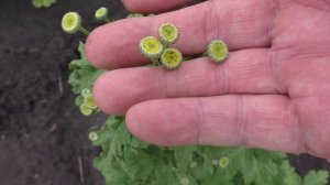 Некоторые цветы, декоративные и лекарственные растения.