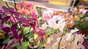 Пышное цветение орхидей? Ресурс ограничен. Сравнение ламп производителей. Новые пугают. Замеры 😲