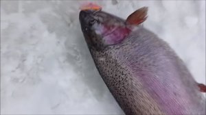 Утро на Нижнем. Клёвое место Лосиный остров.