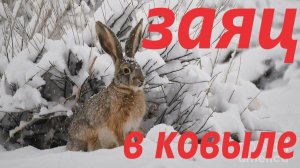 взяли зайца в ковыле