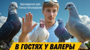 В гостях у Валеры, станица Ленинградская. Общение о бойных голубях. Секреты голубеводства. #голуби