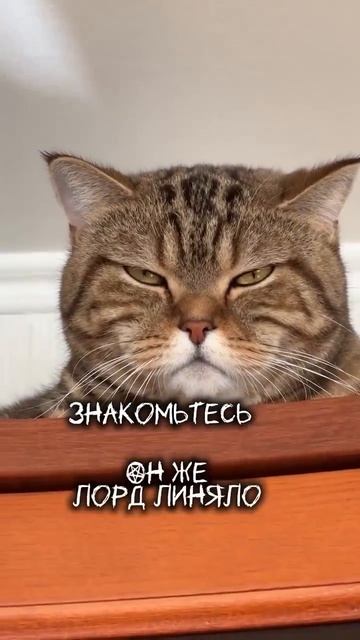 коты они такие🤣🤣 смотреть онлайн