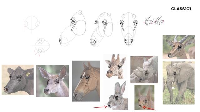 5-2 - How to draw herbivore heads смотреть онлайн