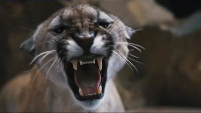 Дети леса 2 — Русский трейлер (2026) смотреть онлайн