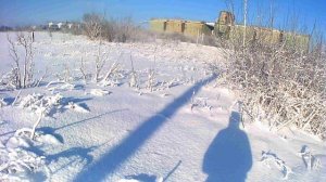 Охота на зайца с эстонкой. 7