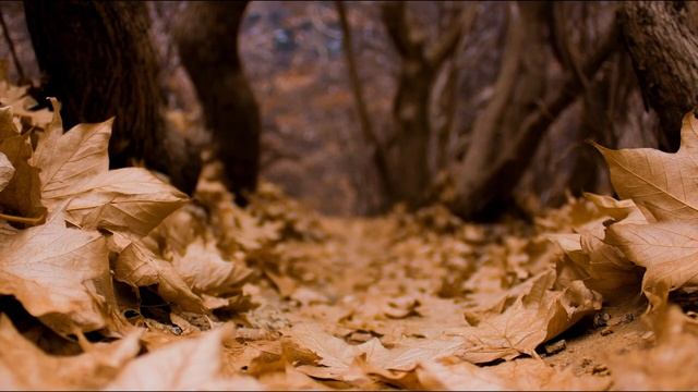 С. Есенин - Не жалею, не зову,  не плачу... в рок исполнении.