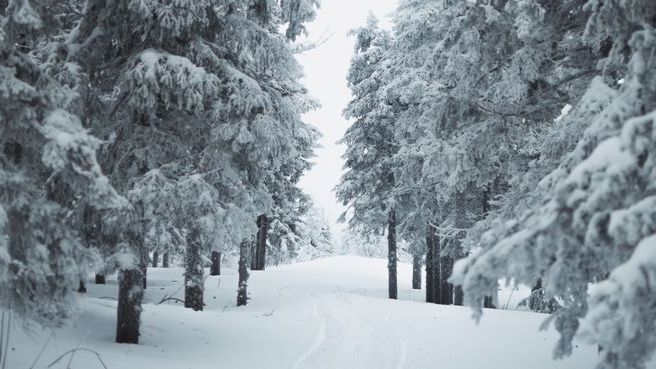Прогулка в лесу смотреть онлайн