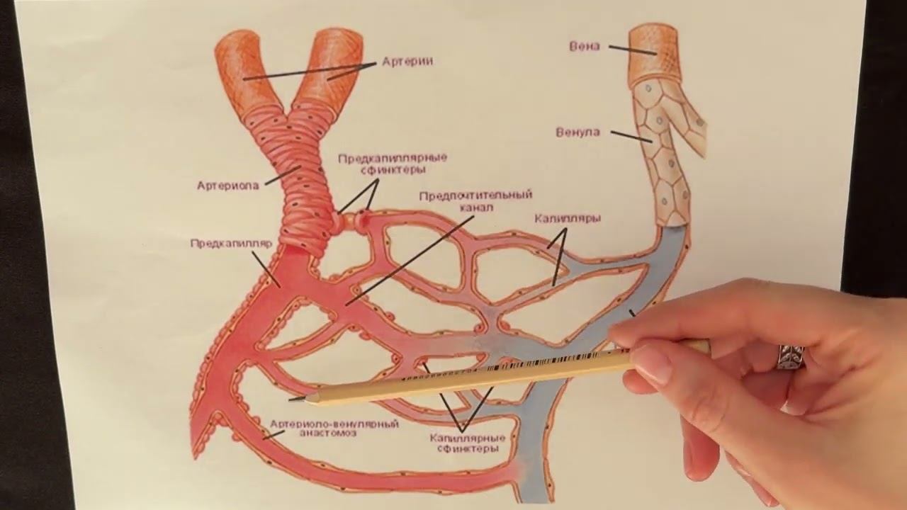 Микроциркуляторное русло