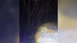 В Приморье отловили первого в 2026 году "конфликтного" амурского тигра