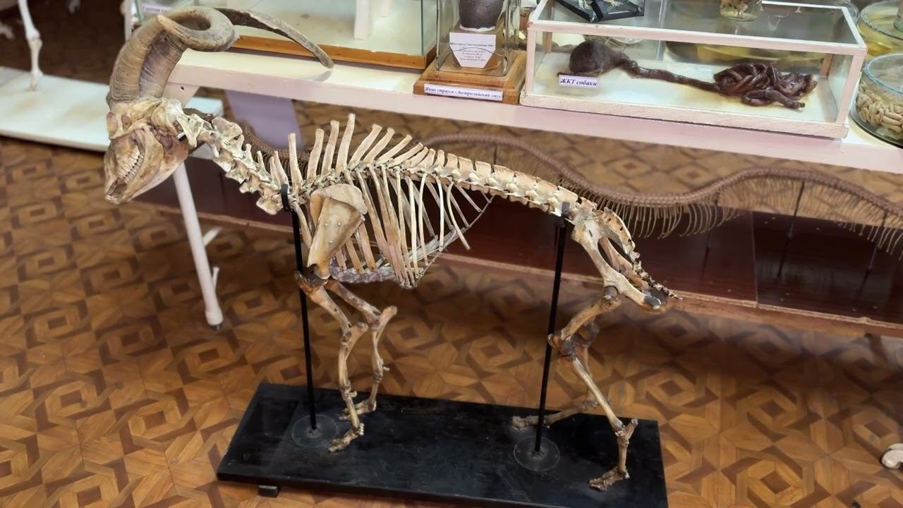 Интересное о горном козле)