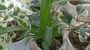 Комнатные Растения На Стеллаже В Январе