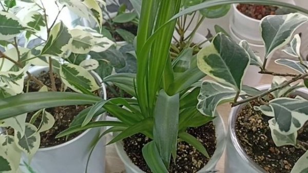 Комнатные Растения На Стеллаже В Январе