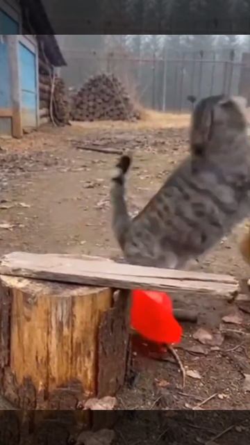 Котики, отец и сынок, строят себе домик в деревне!. (ИI) смотреть онлайн