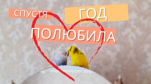 СПУСТЯ ГОД САМКА ПОЛЮБИЛА ЕГО! Долго самец добивался расположения самки Молли