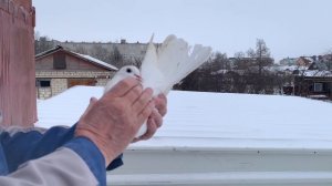 Липецкая область Николаевские голуби от Николая 8-915-551-84-41 26 янв. 2024