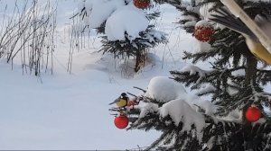 У синиц завтрак🕊🌻Наварили щей большую 🍲кофеёк☕Ответила на ❓