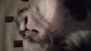 5.01.2026  котики соньки 💋💔💔💔