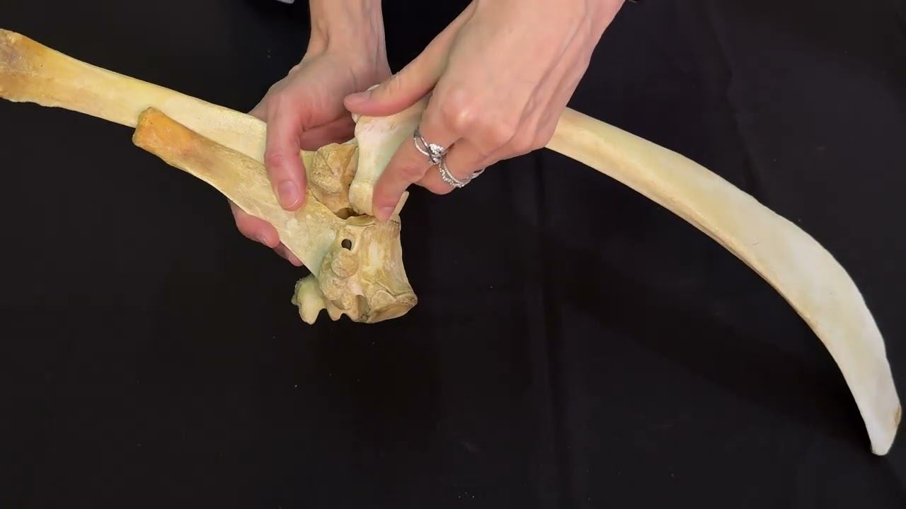 Присоединение ребра к грудному позвонку