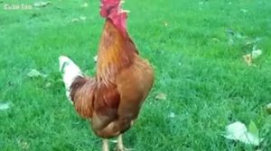 ДОМАШНИЕ ПТИЦЫ АТАКУЮТ!
гуси,утки и тд.