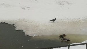 Birds and snow in Moscow