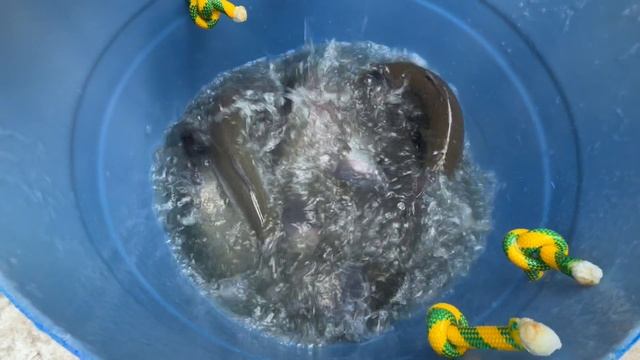 Навеска до 3 кг