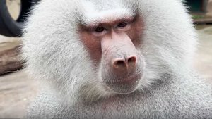 Не ЗАСТАВЛЯЕМ, не НАСТАИВАЕМ, просто СЛЕДИМ! Елисей не молод, да и Лидок не молода, зрители следят!