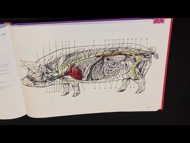 Органные лимфатические узлы брюшной и тазовой полостей