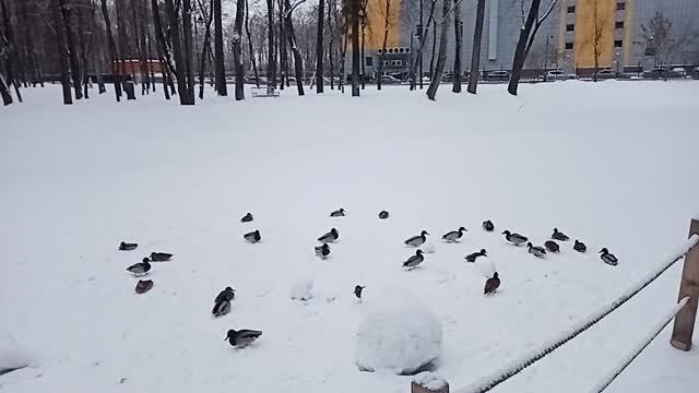 Зимняя прогулка по парку с внуком смотреть онлайн