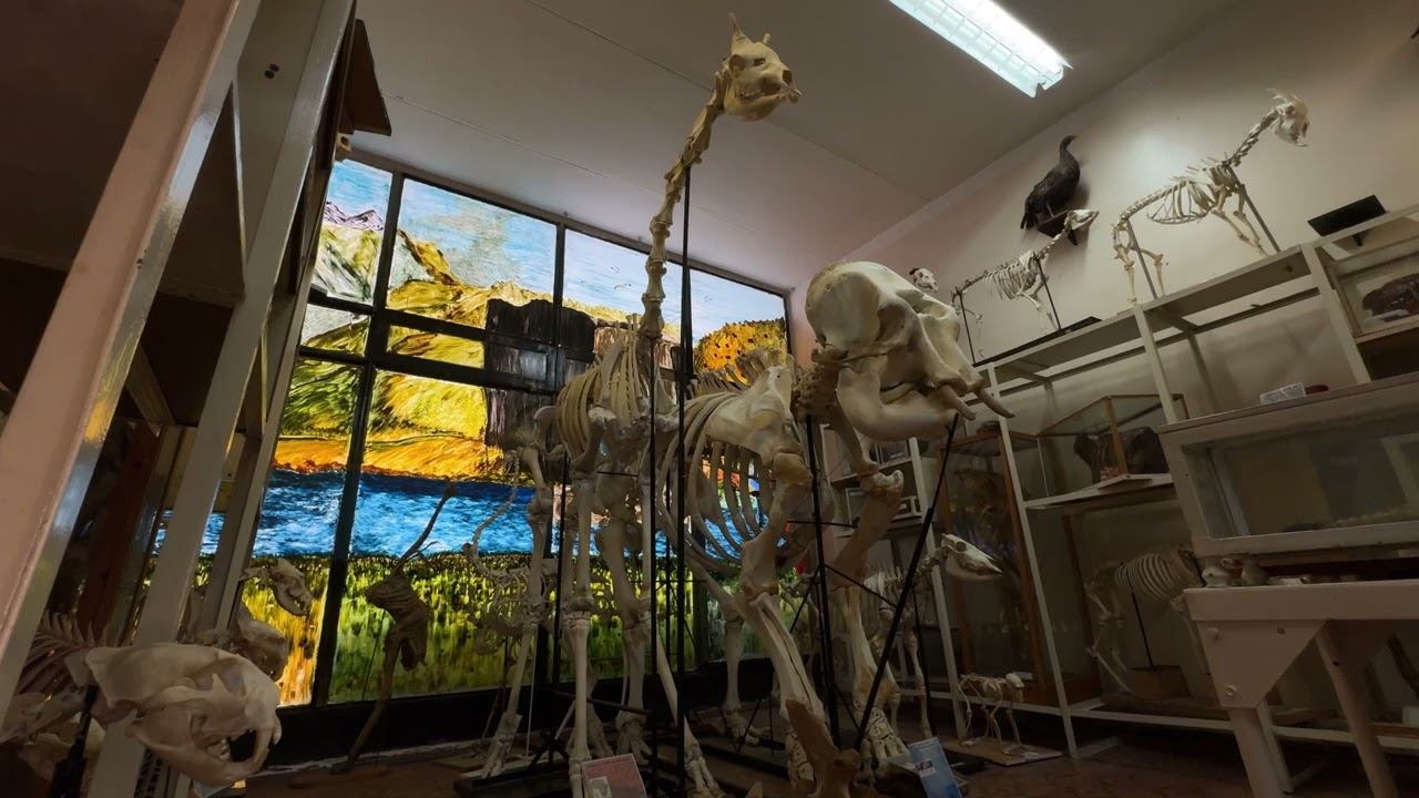 Интересное о жирафе  #anatomy #животные #vet #veterinary #biology