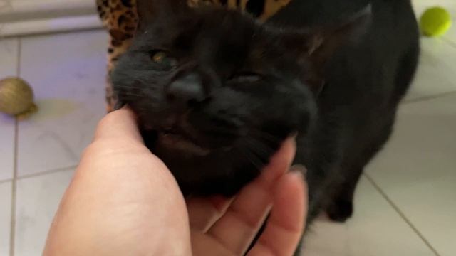 Влог Погода Много калорий Котик смотреть онлайн