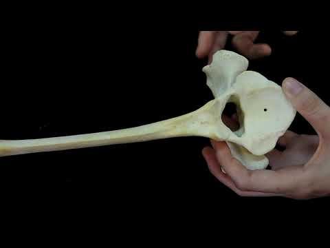 Строение и видовые особенности грудных позвонков