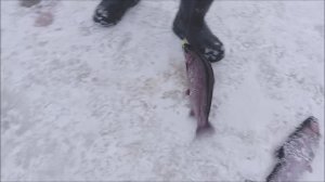 "Моргалка" на запуске вне конкуренции. Поимки форели на Нижнем. Клёвое место лосиный остров.