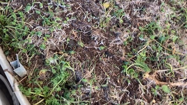 В теплице буду сажать только томаты. смотреть онлайн