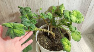 СРОЧНО в ЯНВАРЕ СДЕЛАЙ ТАК С ГЕРАНЬЮ!