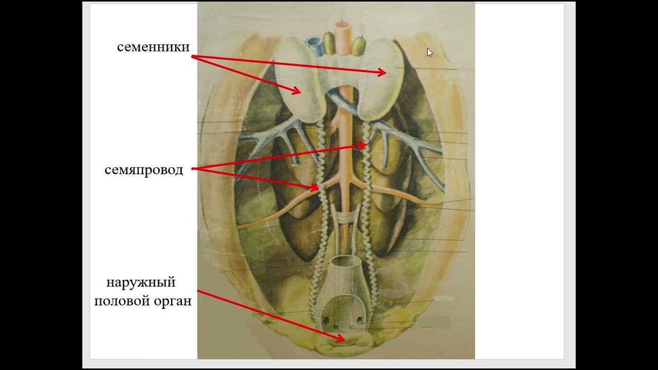 Особенности органов размножения самцов птиц