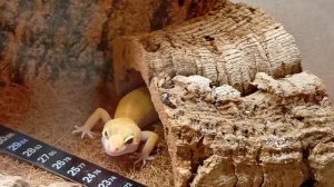 Эуэублефар Жирик