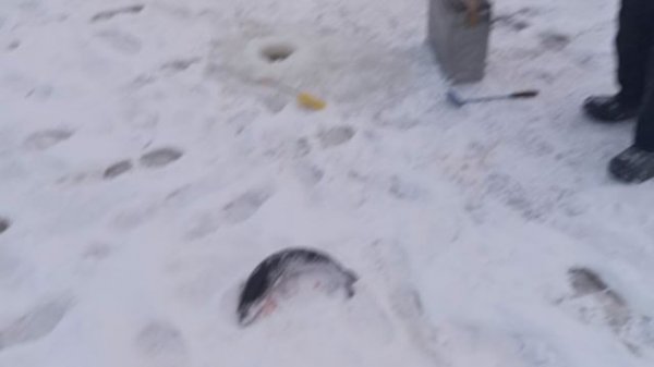 Светлые Горы Форель6 05.01.2026г.