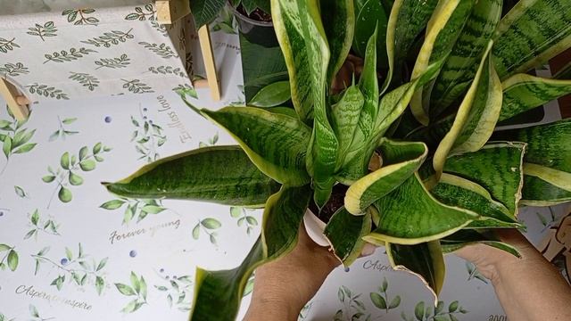 Цветочный рай☺️ Серия 1. Новосёлы. смотреть онлайн