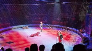 Тигры в цирке Аскольда Запашного