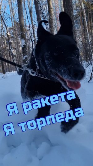 Собака-непоседа Бум