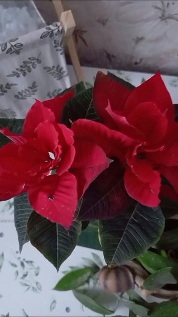 Два новосёла моего "Цветочного рая" ☺️ смотреть онлайн