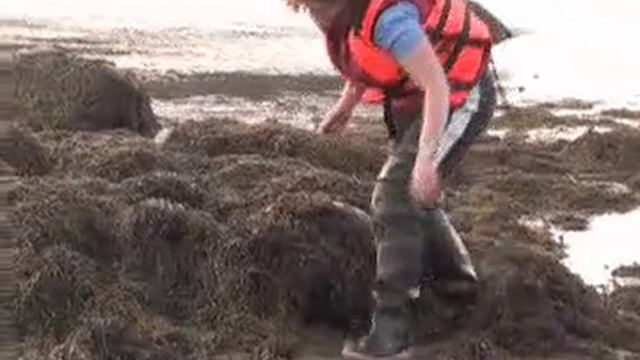 ТВ 100 2009 "Белая ночь на Белом море_ время собирать мидии" - www.tv100.ru