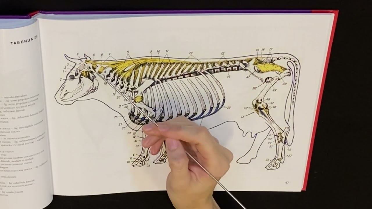 Соединение костей осевого скелета