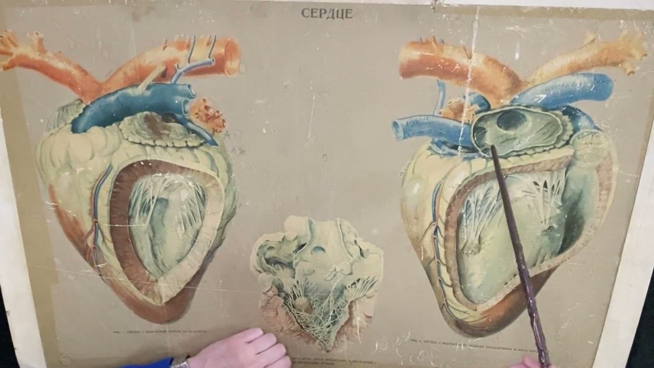 Строение сердца