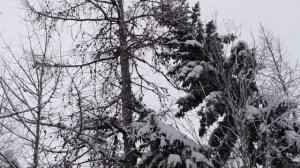 ЯХА ПАРК, ВЕРТОЛЁТЫ, ДАЧА