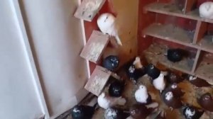 Николаевские голуби. Звоните 89155518441. 7 нояб 2024.